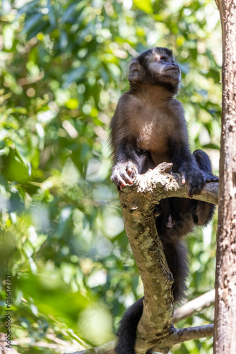 Monkey in a tree of the lush rain forest of the national park Iguazu Falls, one of the new seven natural wonders of the world - traveling and exploring South America and its wildlife