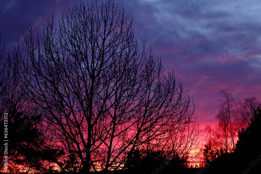 sunset in the forest