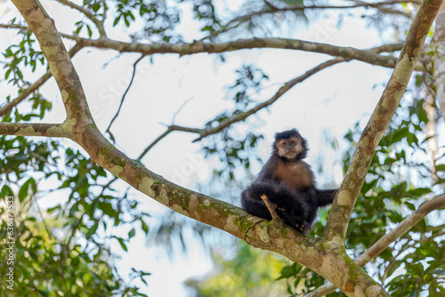 Monkey in a tree of the lush rain forest of the national park Iguazu Falls, one of the new seven natural wonders of the world - traveling and exploring South America and its wildlife
