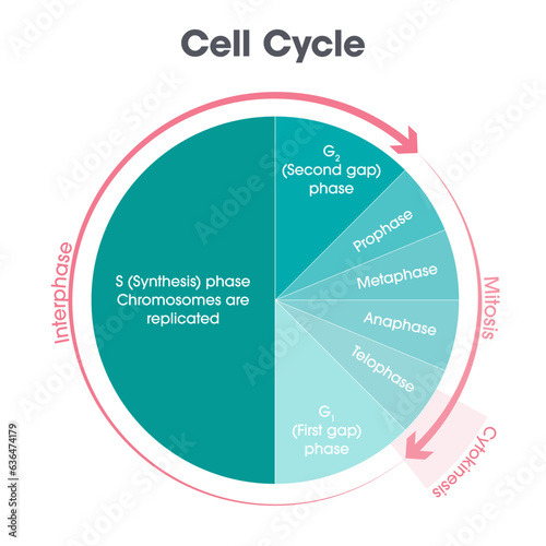 Cell Cycle Biology vector illustration graphic