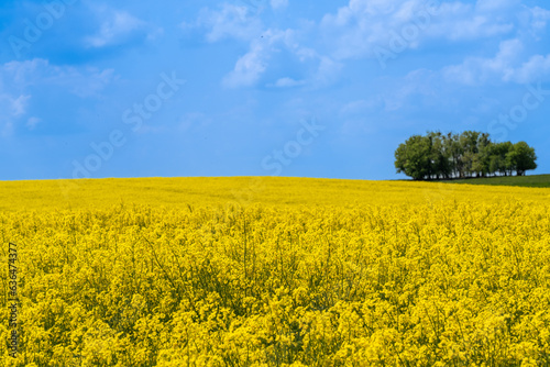 rapeseed field