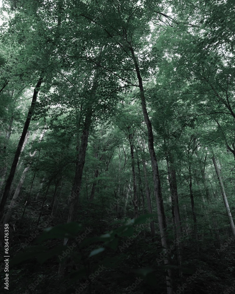 Fototapeta premium forest in the morning