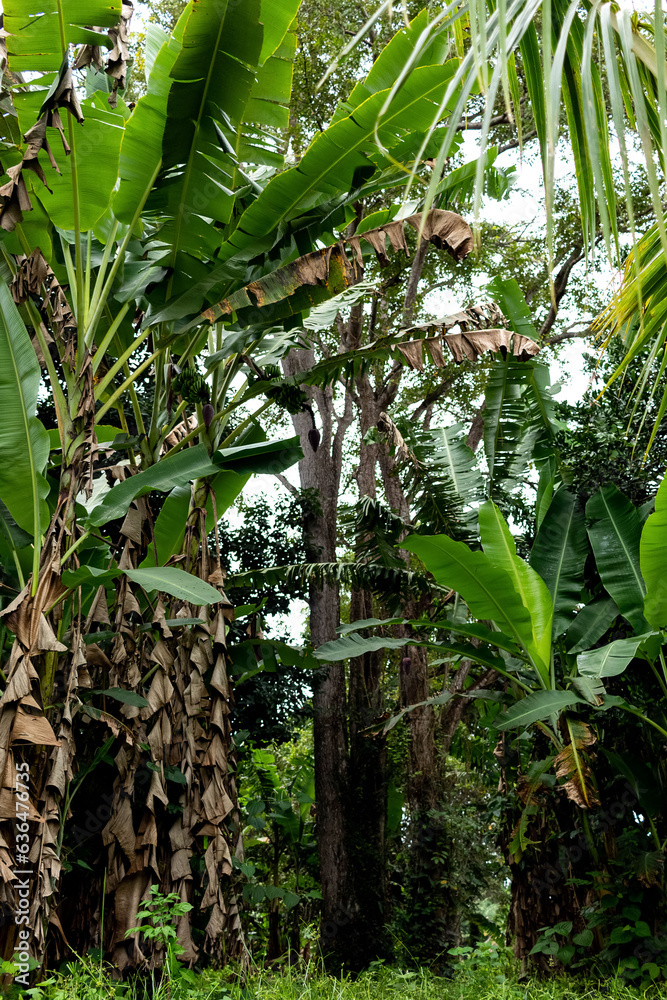 Obraz premium banana plantation