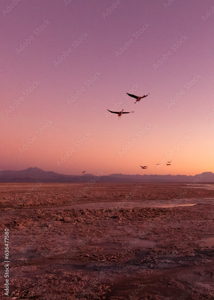Salar do Atacama, com sua beleza exuberante e flamingos