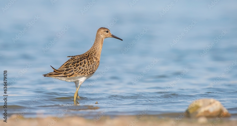 Ruff (Calidris pugnax) is a wetland bird. It lives in suitable habitats in Asia, Europe and Africa. It is known as a migratory bird in Turkey. Ruff (Calidris pugnax) is a wetland bird. It lives in suitable habitats in Asia, Europe and Africa. It is known as a migratory bird in Turkey.