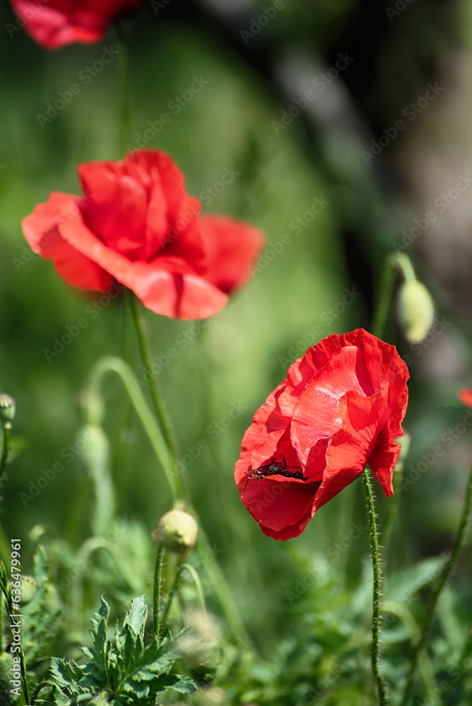 Red spring poppy Red spring poppy
