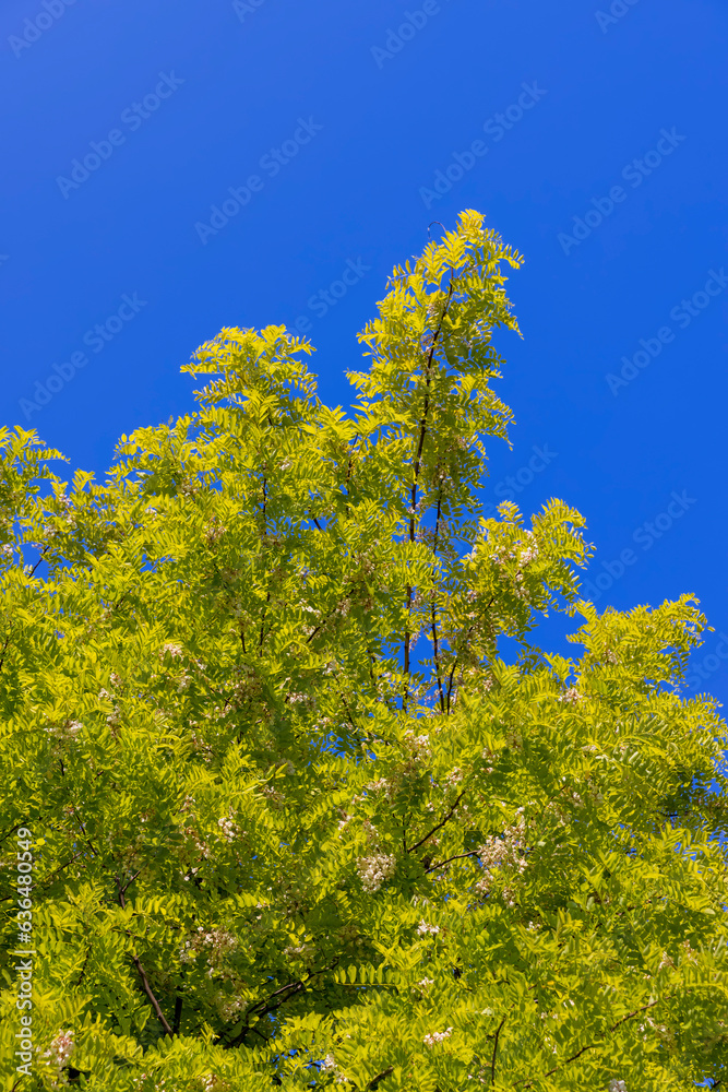 the acacia tree is white with green foliage during flowering in spring the acacia tree is white with green foliage during flowering in spring