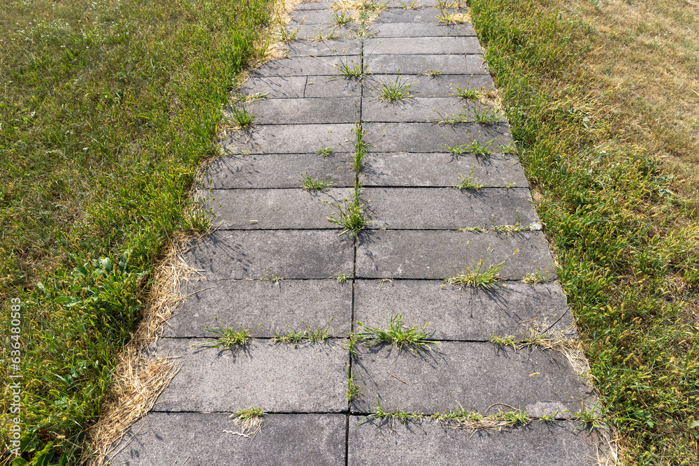 part of the road is destroyed by grass and other plants part of the road is destroyed by grass and other plants