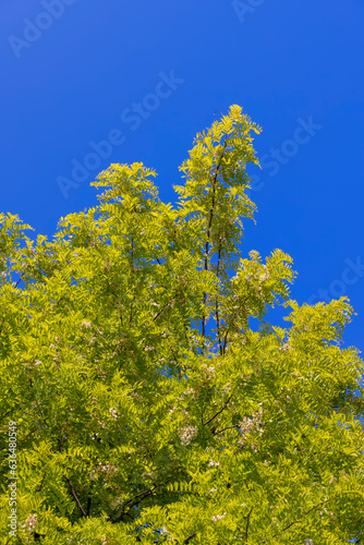 the acacia tree is white with green foliage during flowering in spring