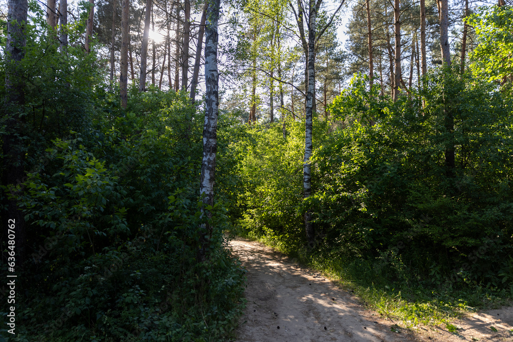 Fototapeta premium mixed forest with large and old trees before sunset