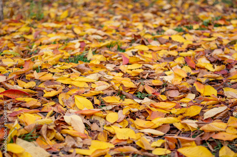 Fallen leaves lie on the ground. Autumn abstract background. Fallen leaves October concert. Fallen leaves lie on the ground. Autumn abstract background. Fallen leaves October concert.