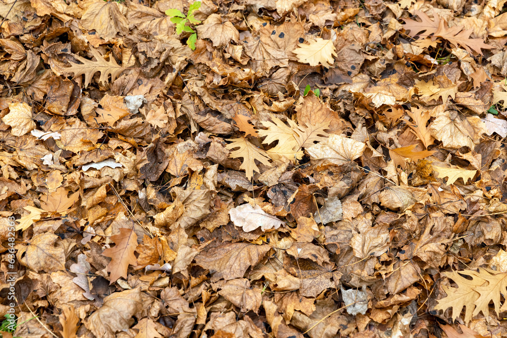 Autumn foliage on trees during its color change Autumn foliage on trees during its color change
