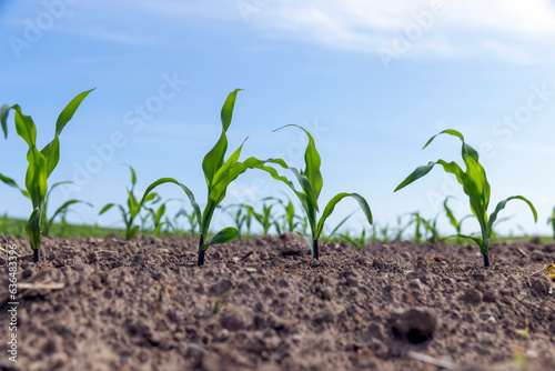 green corn sprouts in the spring season, an agricultural field