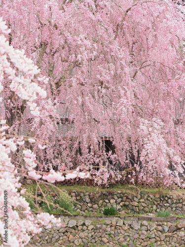 日本の田舎で満開の桜