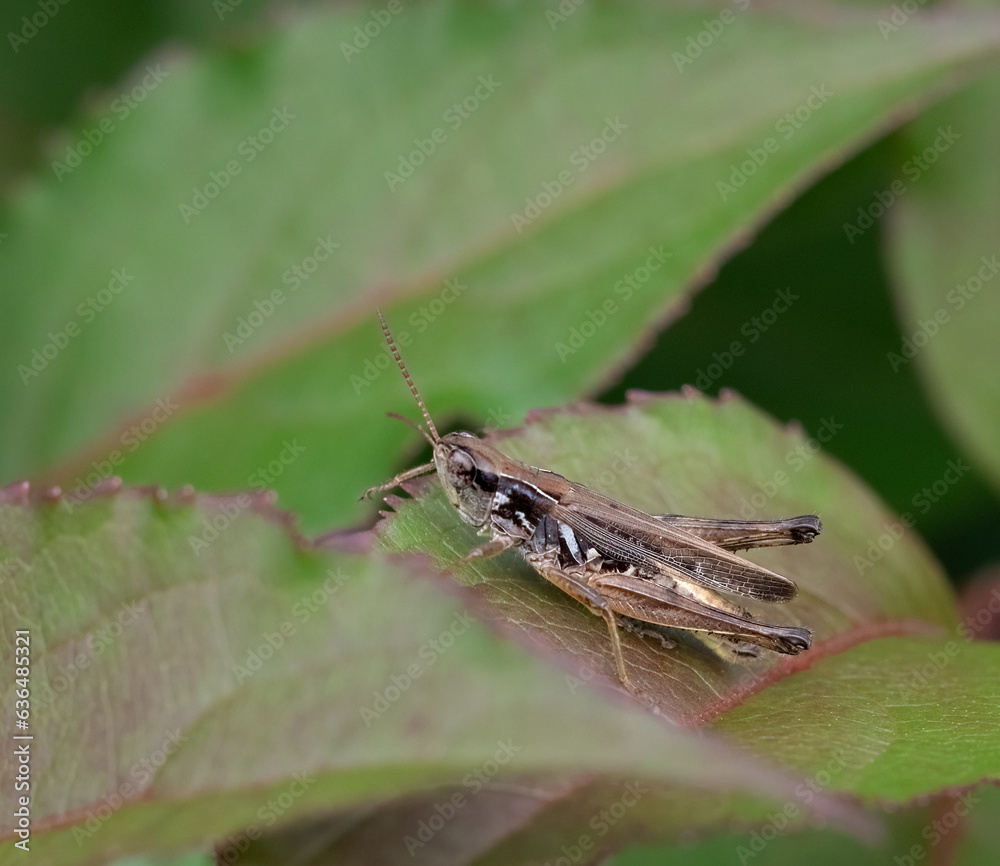 A closeup of an American Bird Grasshopper on a green leaf A closeup of an American Bird Grasshopper on a green leaf