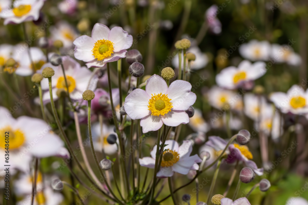 Blooming in late summer or early autumn flowers Blooming in late summer or early autumn flowers