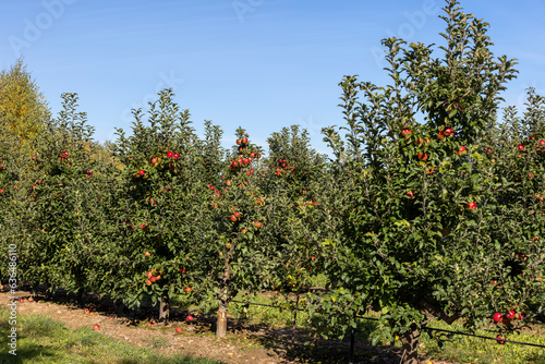 Apple orchard with red ripe apples hanging on branches