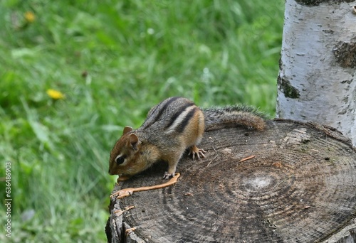 Chipmunk stuffing himself