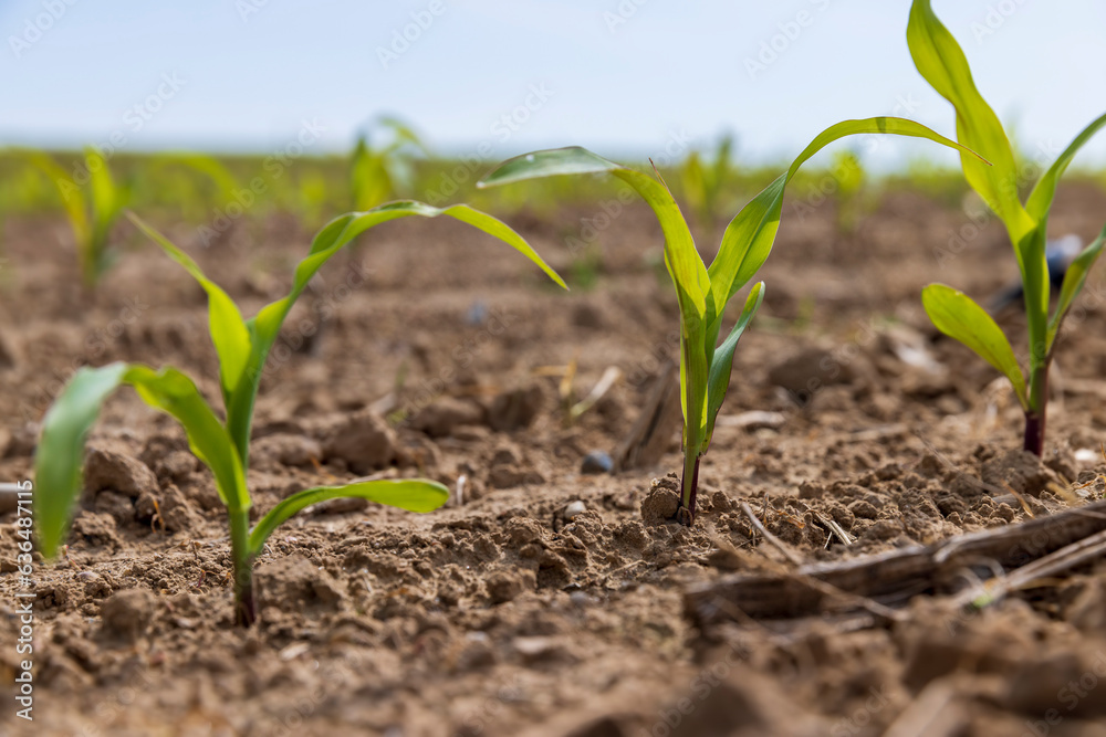 green corn sprouts in the spring season, an agricultural field green corn sprouts in the spring season, an agricultural field