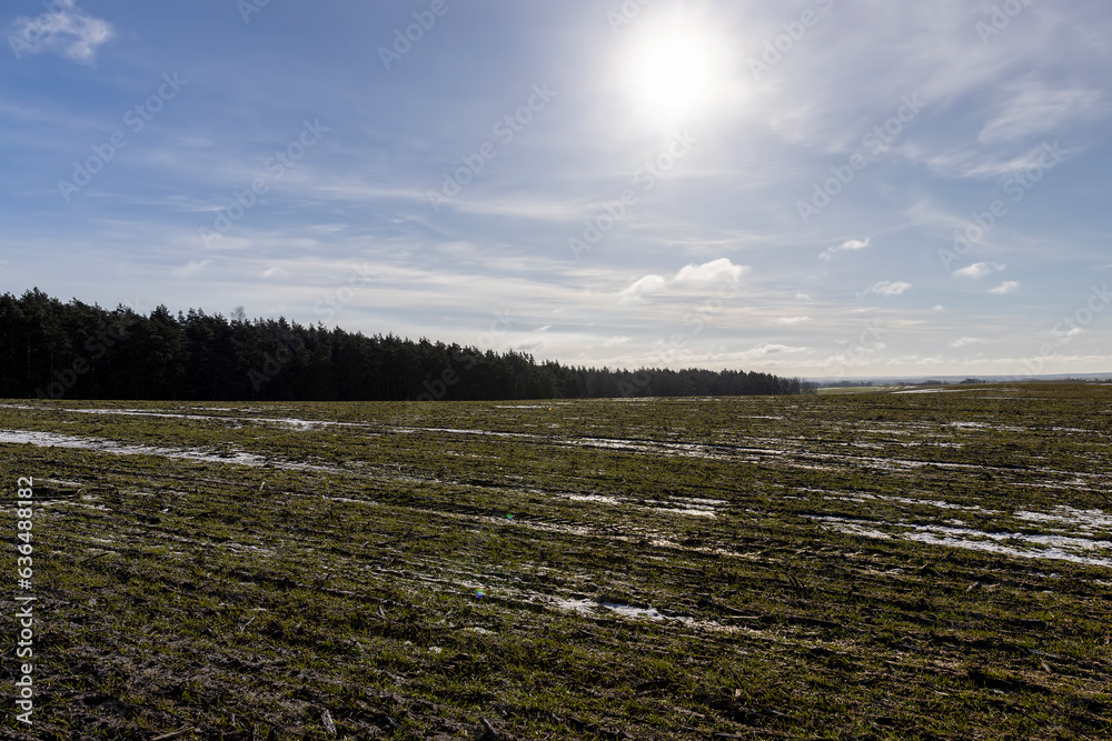 green winter wheat in the winter season green winter wheat in the winter season
