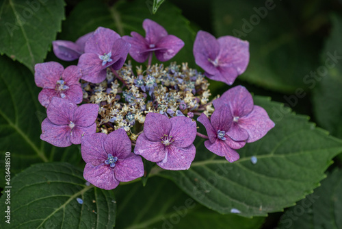 Wallpaper Mural Pink hydrangea flowers in detail after rain. Torontodigital.ca