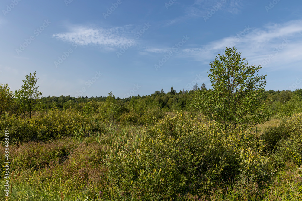 Swampy terrain with plants in summer Swampy terrain with plants in summer