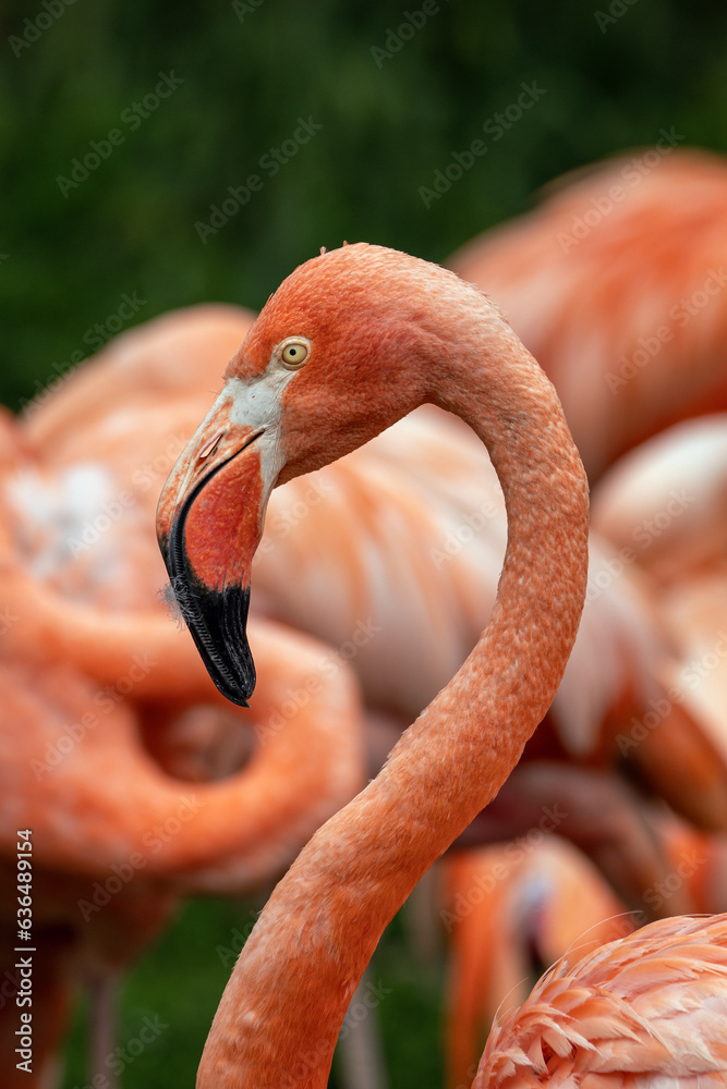 Obraz premium Close-up of flamingo head outdoors.