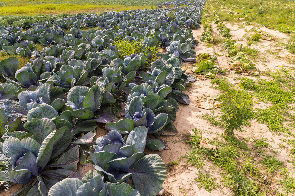 Fototapeta premium Agricultural field where cabbage is grown in cabbages