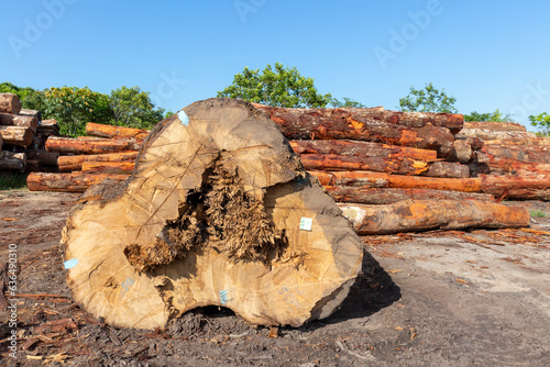 Konstfotografi Sustainable harvest: over 150cm diameter Pequia (Caryocar villosum) tree log fro