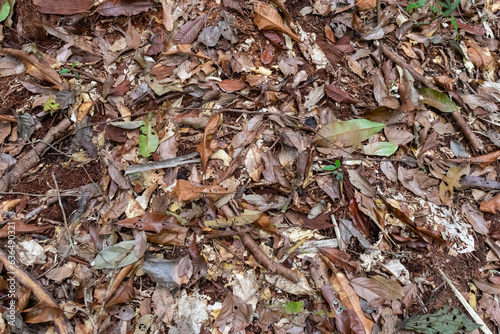 Amazon rainforest floor: layers of organic matter and decaying foliage covering the forest floor
