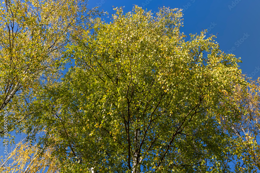 sunny autumn weather in the birch forest