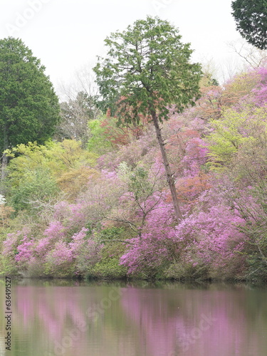 山の斜面に咲いているつつじの花