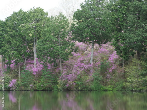 山の斜面に咲いているつつじの花