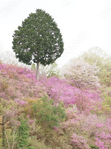 山の斜面に咲いているつつじの花