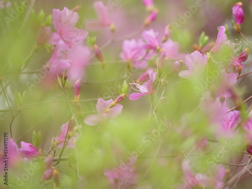 つつじの花と新緑の葉