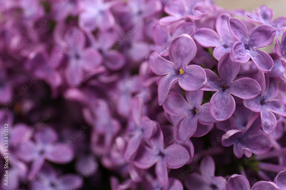 Closeup view of beautiful lilac flowers as background, space for text Closeup view of beautiful lilac flowers as background, space for text