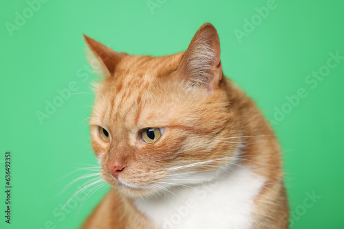 Cute ginger cat on green background. Adorable pet