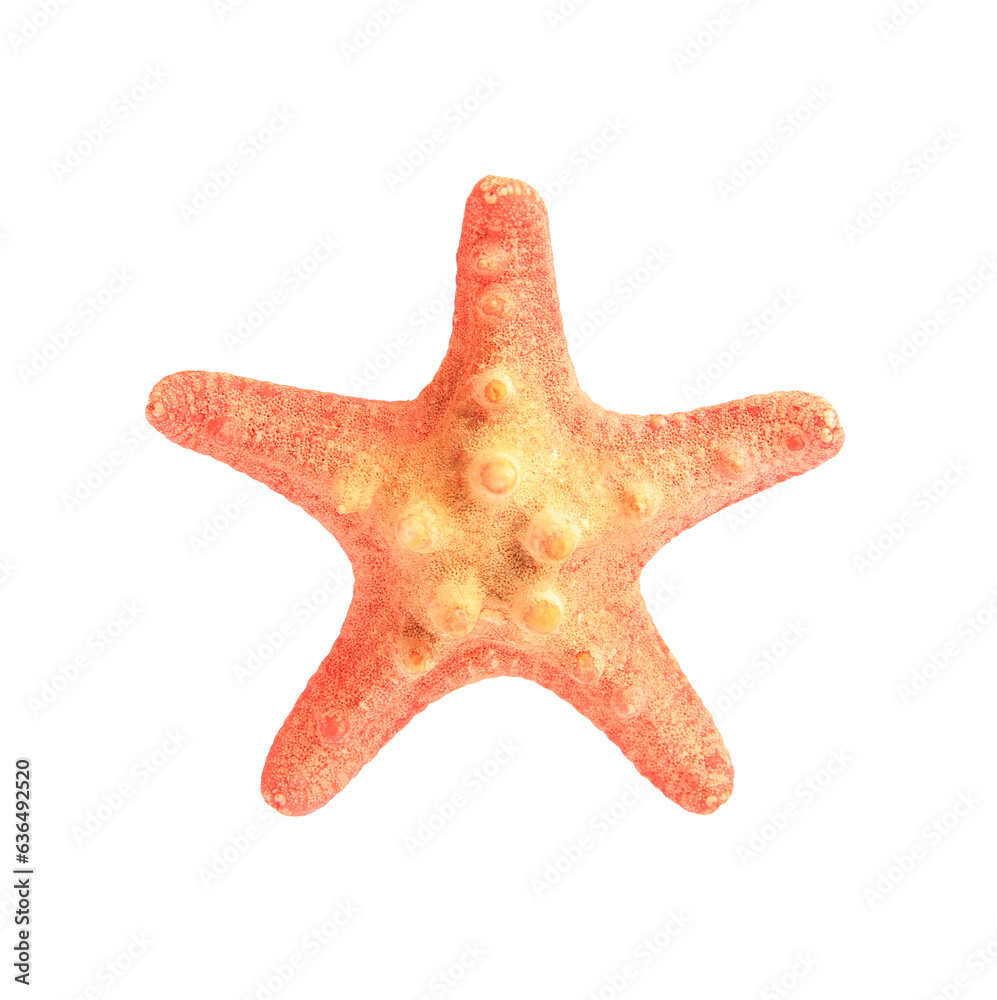 Beautiful sea star (starfish) isolated on white Beautiful sea star (starfish) isolated on white