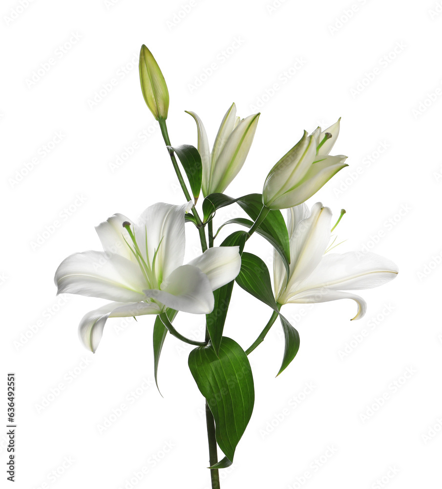 Beautiful fresh lily plant isolated on white