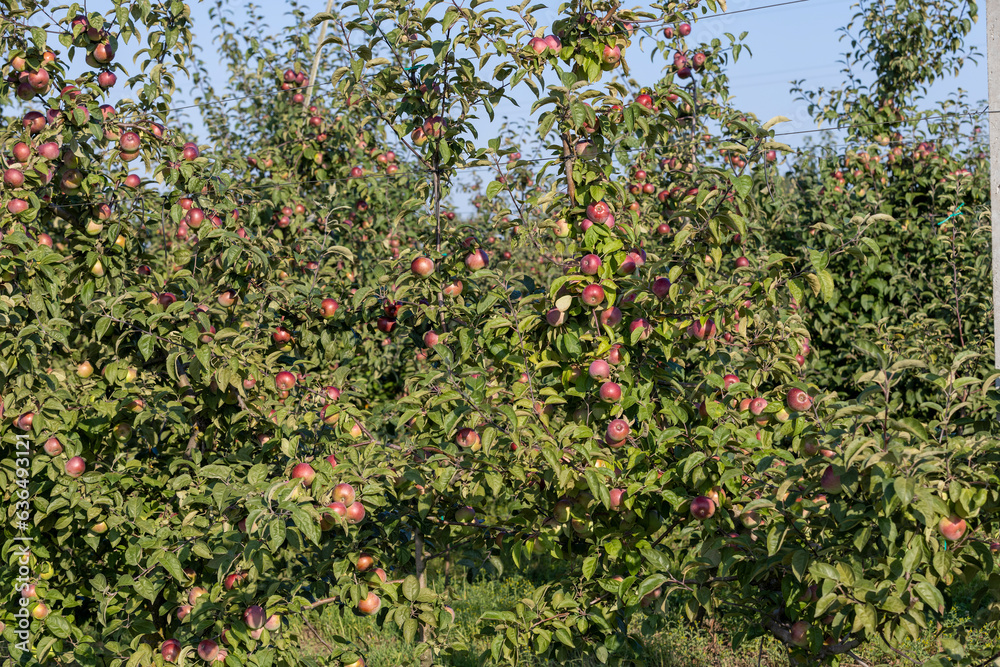 Apple harvest in the apple orchard