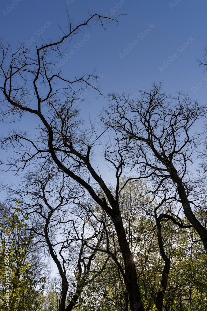 deciduous trees in a mixed forest in the spring season deciduous trees in a mixed forest in the spring season