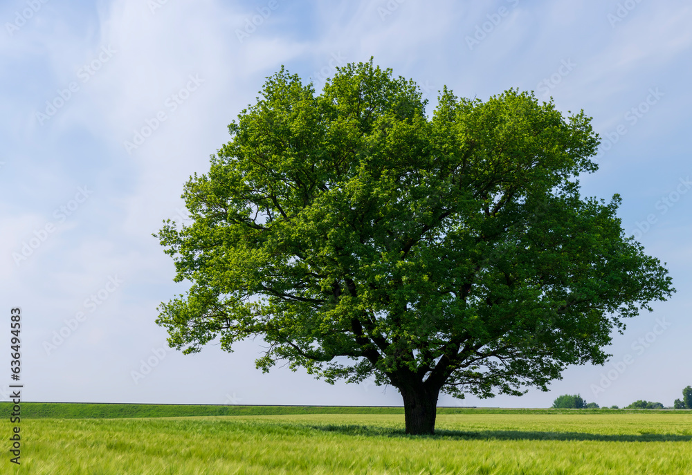 one oak with green foliage in the summer field