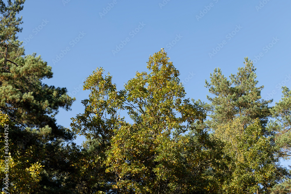 Autumn park with trees during leaf fall Autumn park with trees during leaf fall