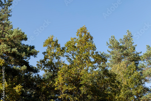 Autumn park with trees during leaf fall