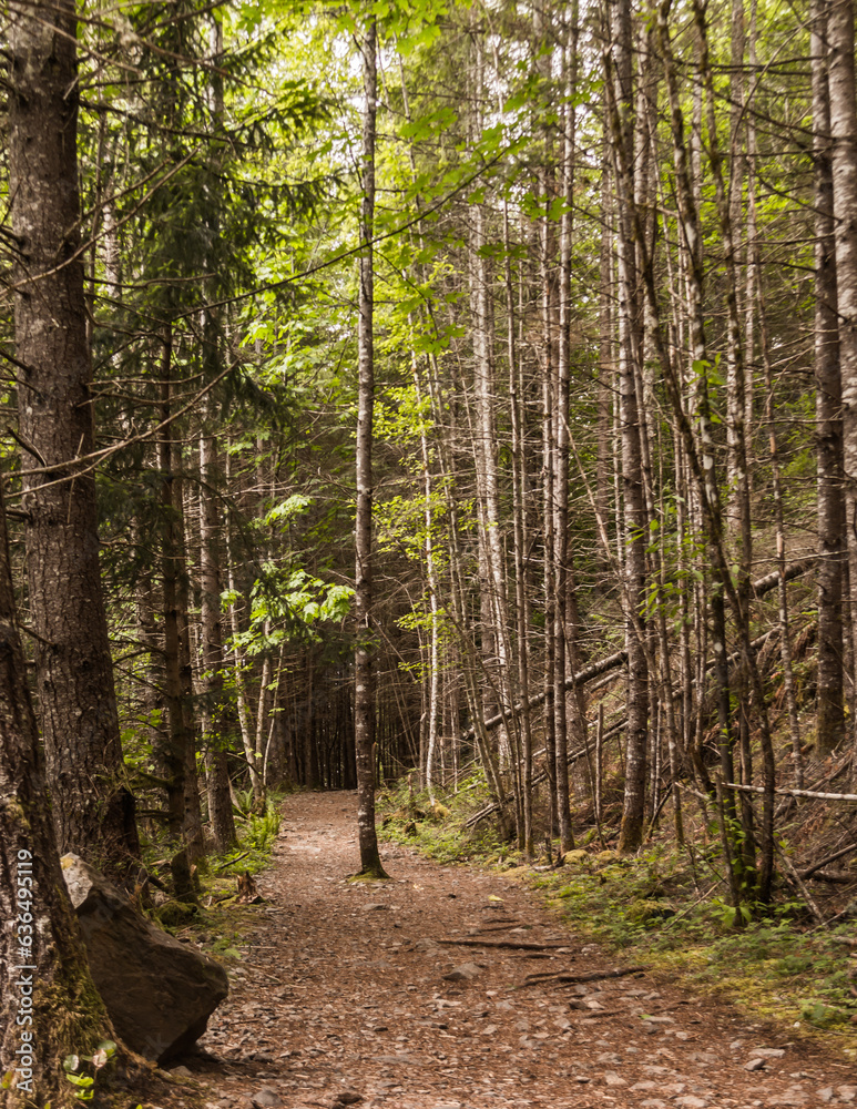 Fototapeta premium Flat trail through evergreen forest in spring with tree in middle of trail