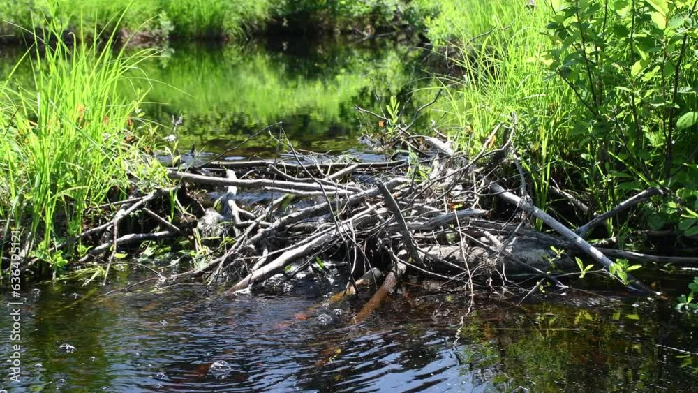 Water flowing through beaver dam. Water flowing through beaver dam.