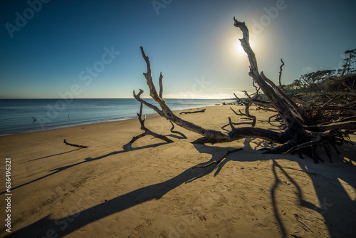Morning sunlight on driftwood at Boneyard Beach   Big Talbot Island State Park  Florida  USA