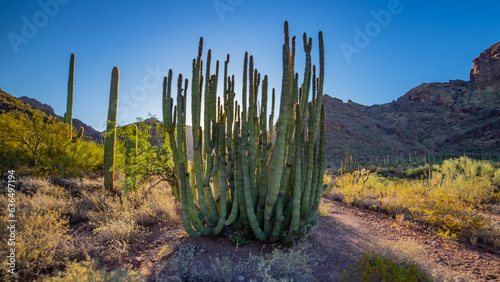Organ Pipe at Sunrise | Organ Pipe Cactus National Monument, Arizona, USA