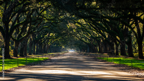 Canopy of sunlit live oaks over driveway | Wormsloe Plantation, Savannah, Georgia, USA