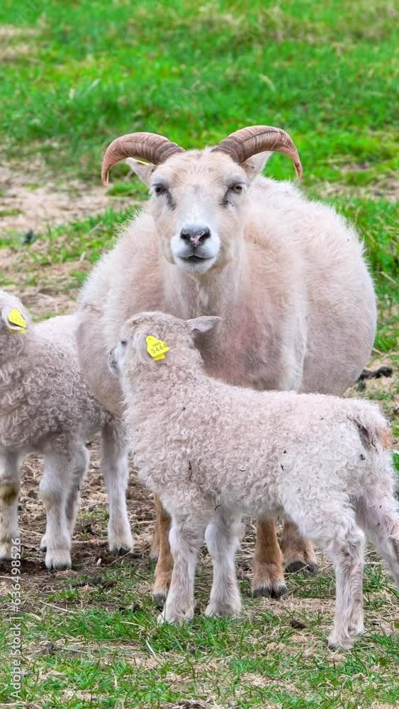 Vertical Screen: Flock of sheep in a pasture, cute lambs graze on a green meadow between mountains at Summer. Organic wool and meat production. Shot for Social Media. Vertical Screen: Flock of sheep in a pasture, cute lambs graze on a green meadow between mountains at Summer. Organic wool and meat production. Shot for Social Media.